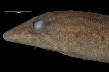Media type: image;   Herpetology R-175141